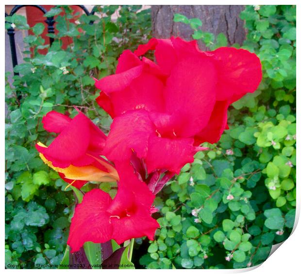 red gladiola flower Print by Stephanie Moore