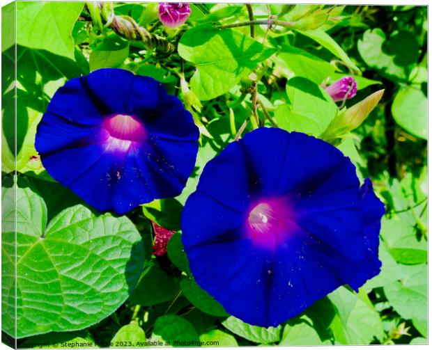 Blue Morning Glories Canvas Print by Stephanie Moore