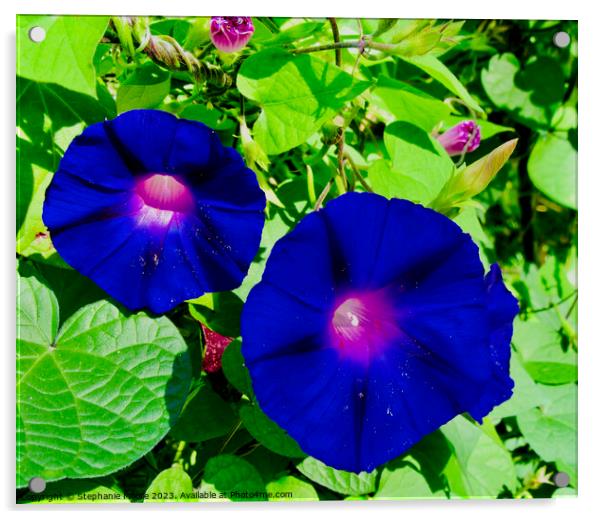 Blue Morning Glories Acrylic by Stephanie Moore
