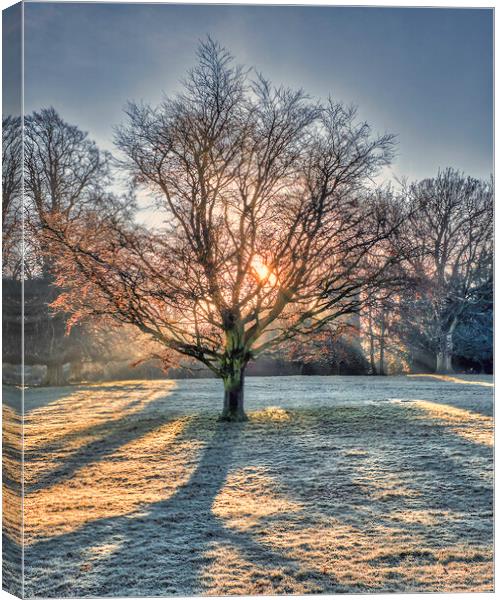 Winter Sun Rays at Wakefield Canvas Print by Tim Hill
