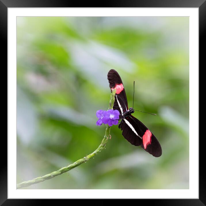 Postman Butterfly on a Purple Flower Framed Mounted Print by Tim Hill