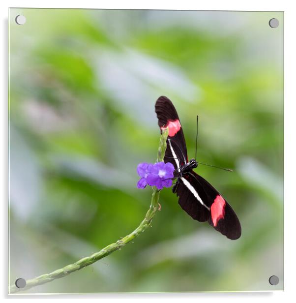 Postman Butterfly on a Purple Flower Acrylic by Tim Hill