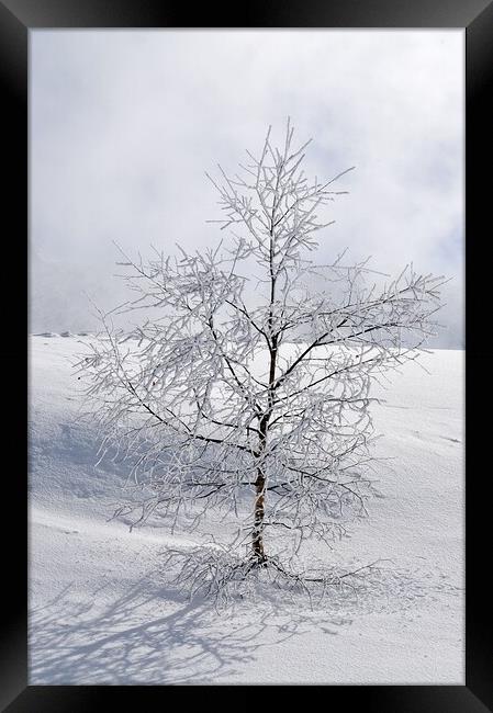 Winter tree Framed Print by Geoff Weeks