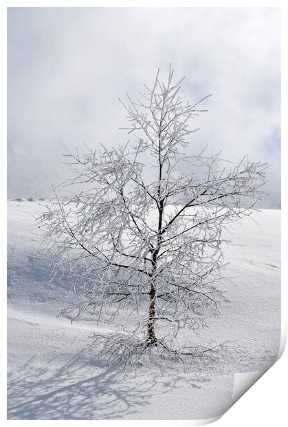 Winter tree Print by Geoff Weeks