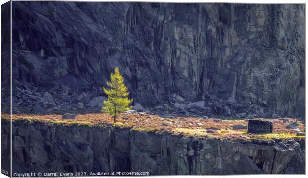 Tree in a Quarry Canvas Print by Darrell Evans