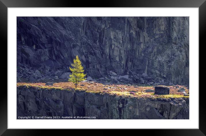 Tree in a Quarry Framed Mounted Print by Darrell Evans