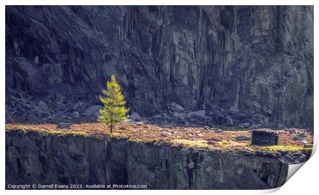 Tree in a Quarry Print by Darrell Evans