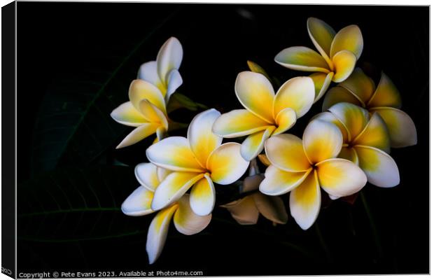 Frangipani Canvas Print by Pete Evans