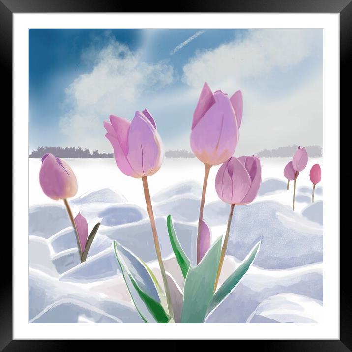 Tulips in the Snow  Framed Mounted Print by Jacqui Farrell
