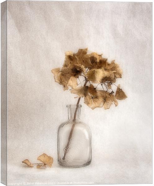 Hydrangea Seed Head in Bottle Canvas Print by Peter Paterson