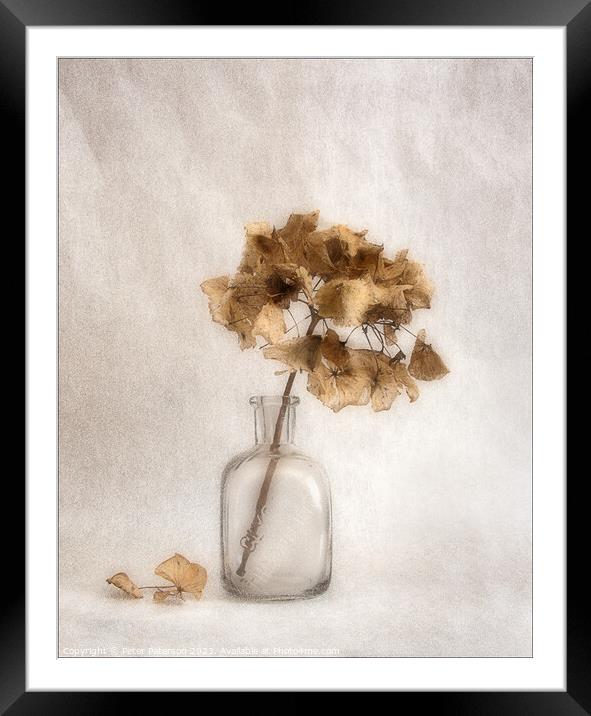 Hydrangea Seed Head in Bottle Framed Mounted Print by Peter Paterson