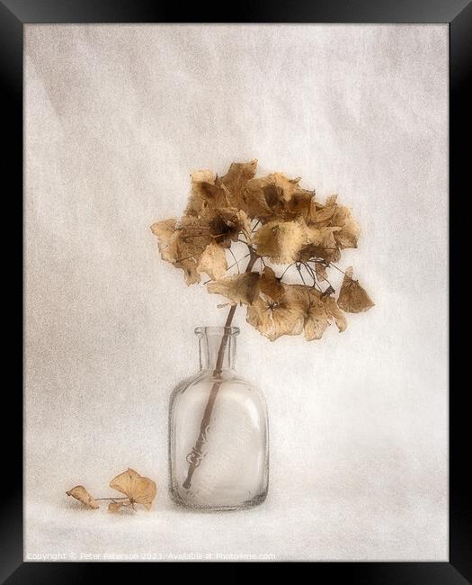 Hydrangea Seed Head in Bottle Framed Print by Peter Paterson