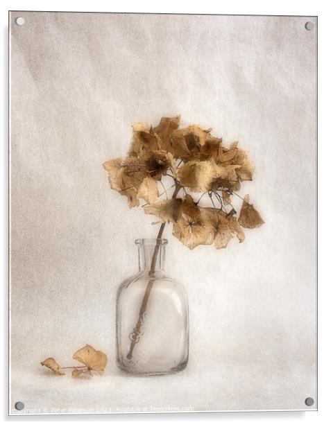 Hydrangea Seed Head in Bottle Acrylic by Peter Paterson