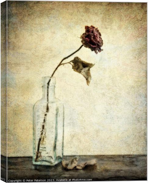 Rose in Antique Bottle Canvas Print by Peter Paterson