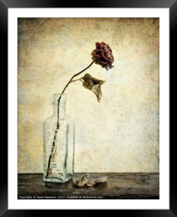Rose in Antique Bottle Framed Mounted Print by Peter Paterson