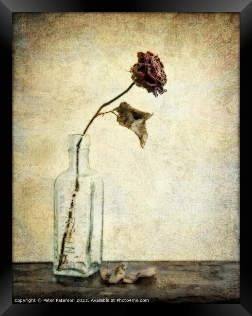 Rose in Antique Bottle Framed Print by Peter Paterson