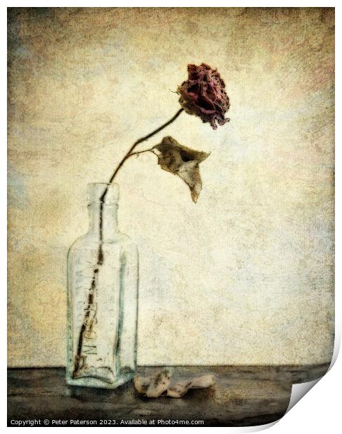 Rose in Antique Bottle Print by Peter Paterson