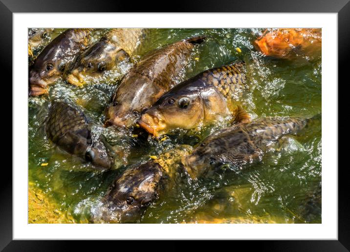 Koi Carp feeding on the Lake Surface Framed Mounted Print by Tim Hill
