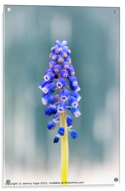 Vibrant Muscari Blooms Acrylic by Jeremy Sage