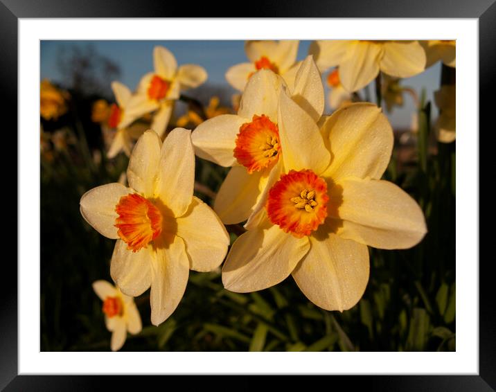 Daffodil Flowers Framed Mounted Print by Clive Eariss