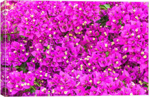 A close up of a Bougainvillea flower. Canvas Print by Alex Winter
