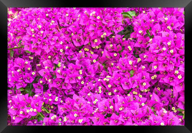 A close up of a Bougainvillea flower. Framed Print by Alex Winter