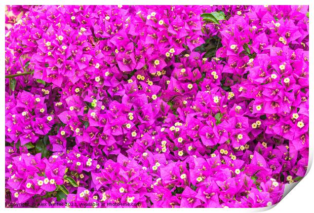 A close up of a Bougainvillea flower. Print by Alex Winter