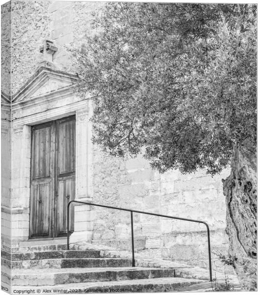 A beautiful old olive tree standing next to an old church, black and white Canvas Print by Alex Winter