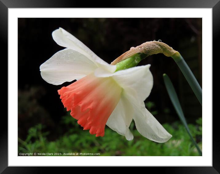 Vibrant Trumpet of Spring Framed Mounted Print by Nicola Clark