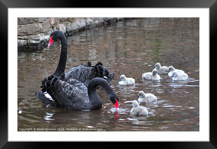 Black Swan family at Dawlish Framed Mounted Print by Rosie Spooner