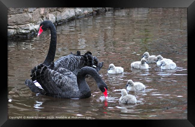 Black Swan family at Dawlish Framed Print by Rosie Spooner