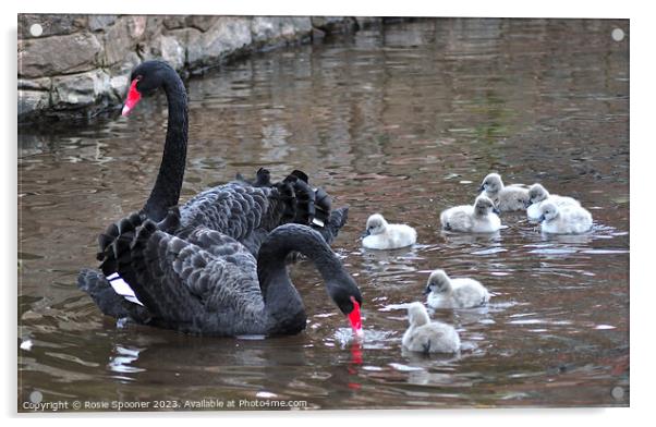 Black Swan family at Dawlish Acrylic by Rosie Spooner
