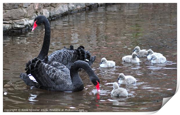 Black Swan family at Dawlish Print by Rosie Spooner