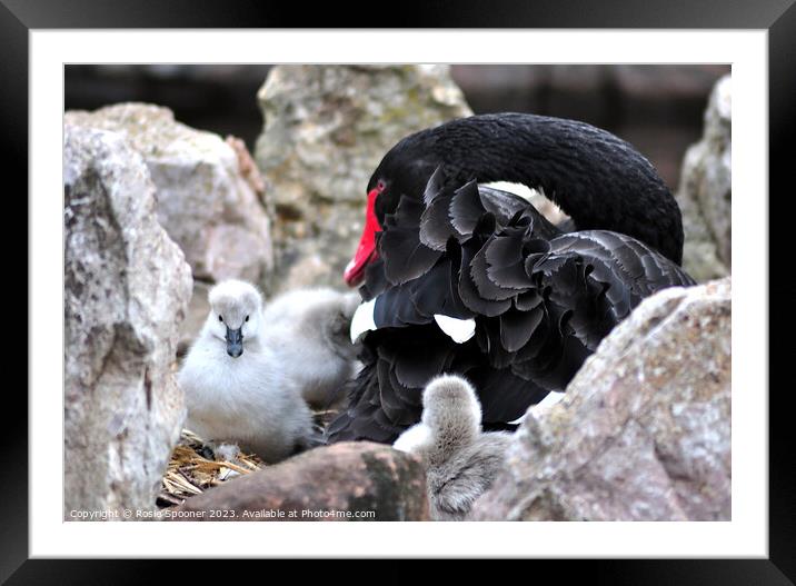 Black Swan and cygnets Framed Mounted Print by Rosie Spooner