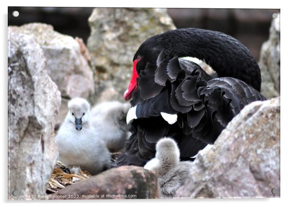 Black Swan and cygnets Acrylic by Rosie Spooner