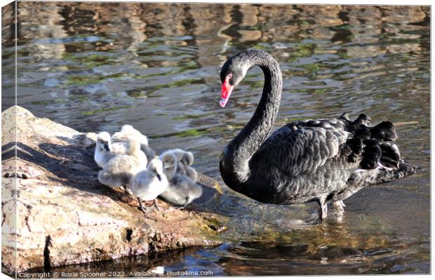 Mother Black Swan with cygnets Canvas Print by Rosie Spooner