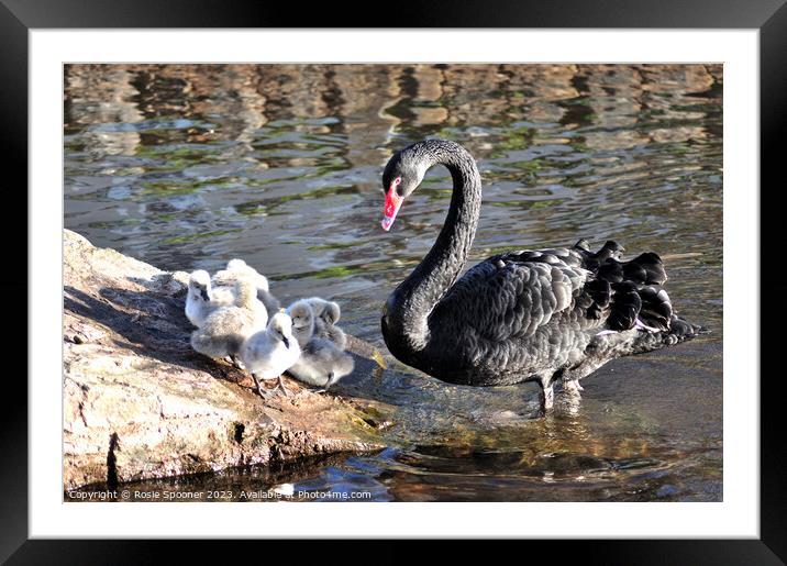 Mother Black Swan with cygnets Framed Mounted Print by Rosie Spooner