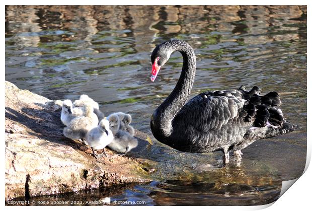 Mother Black Swan with cygnets Print by Rosie Spooner