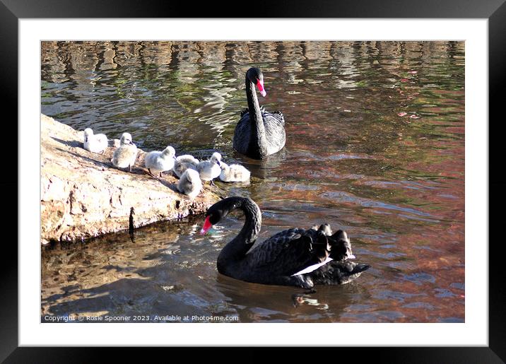 Black swans and cygnets Framed Mounted Print by Rosie Spooner