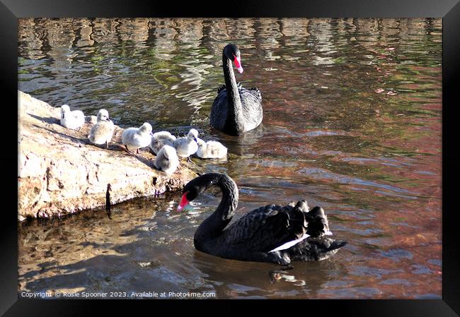 Black swans and cygnets Framed Print by Rosie Spooner