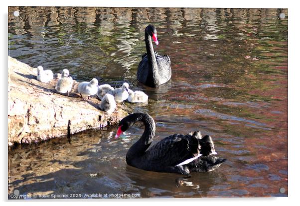 Black swans and cygnets Acrylic by Rosie Spooner