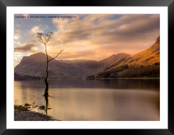 Lone Tree at Buttermere Framed Mounted Print by phil pace