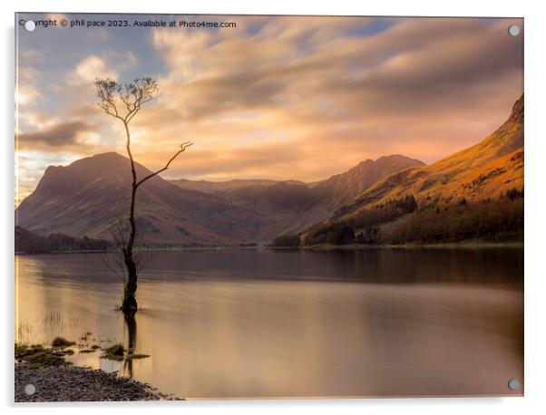 Lone Tree at Buttermere Acrylic by phil pace