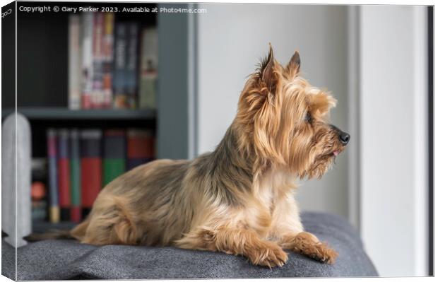 A Yorkshire Terrier, looking away from the camera Canvas Print by Gary Parker