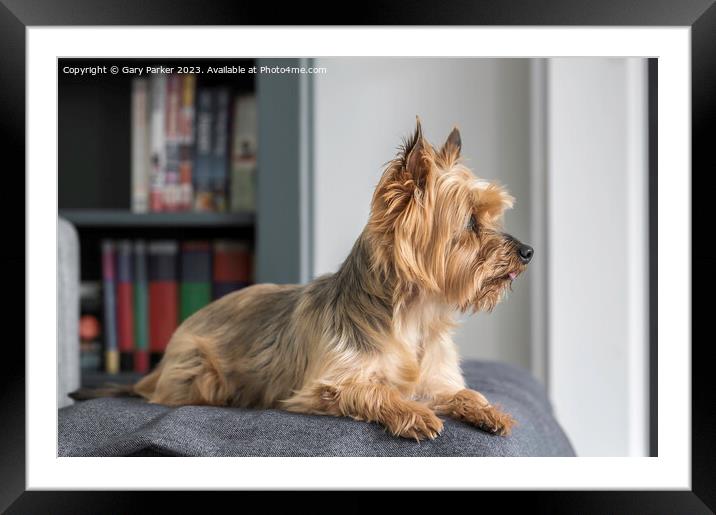 A Yorkshire Terrier, looking away from the camera Framed Mounted Print by Gary Parker