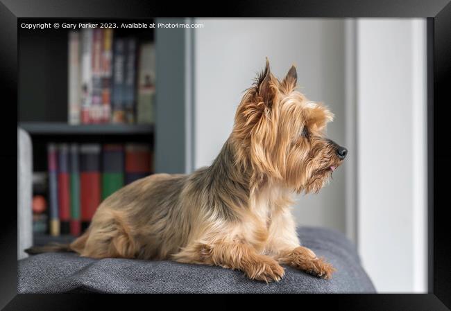 A Yorkshire Terrier, looking away from the camera Framed Print by Gary Parker
