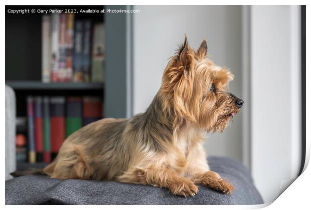 A Yorkshire Terrier, looking away from the camera Print by Gary Parker
