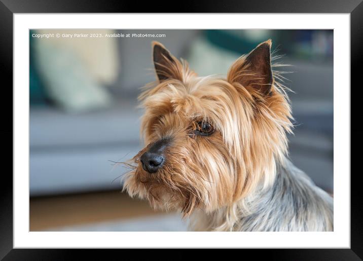 Yorkshire Terrier dog Framed Mounted Print by Gary Parker