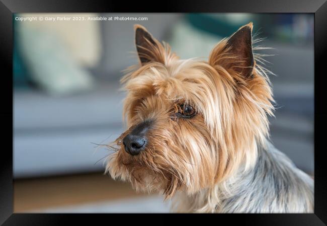 Yorkshire Terrier dog Framed Print by Gary Parker