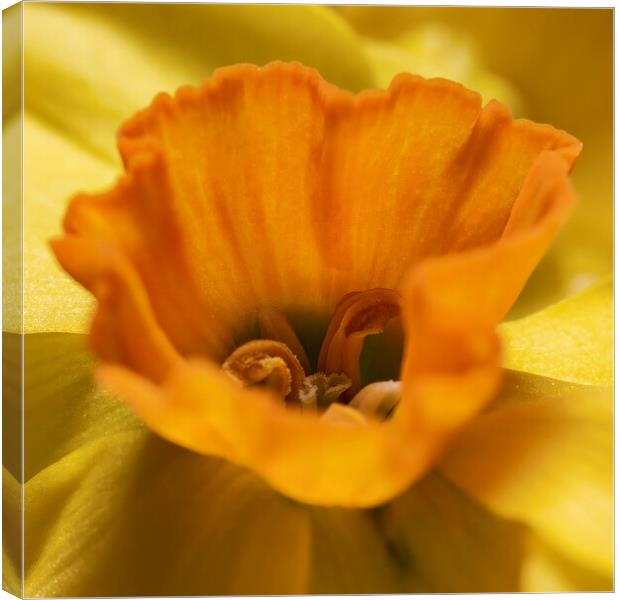 The Heart of Scented Narcissi Canvas Print by Glen Allen